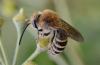 Colletes hederae